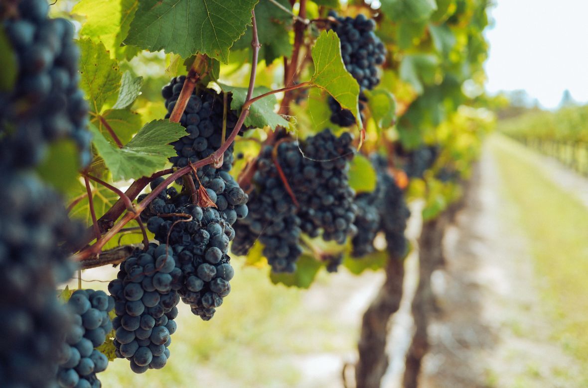 Wine Grapes