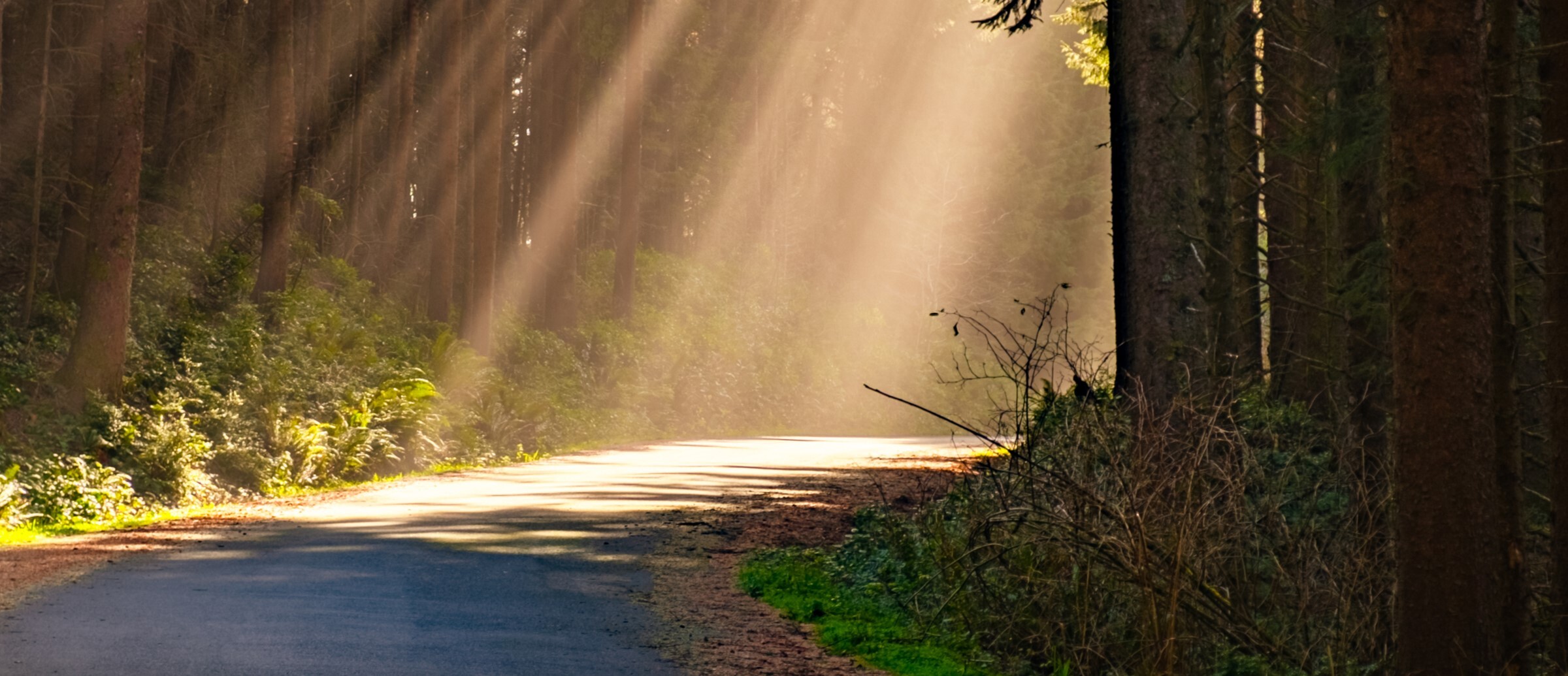 light through a forest