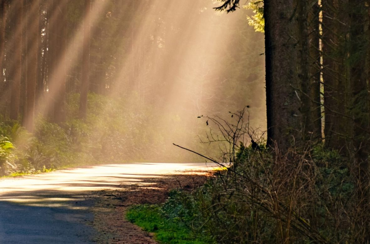 Road through the forest