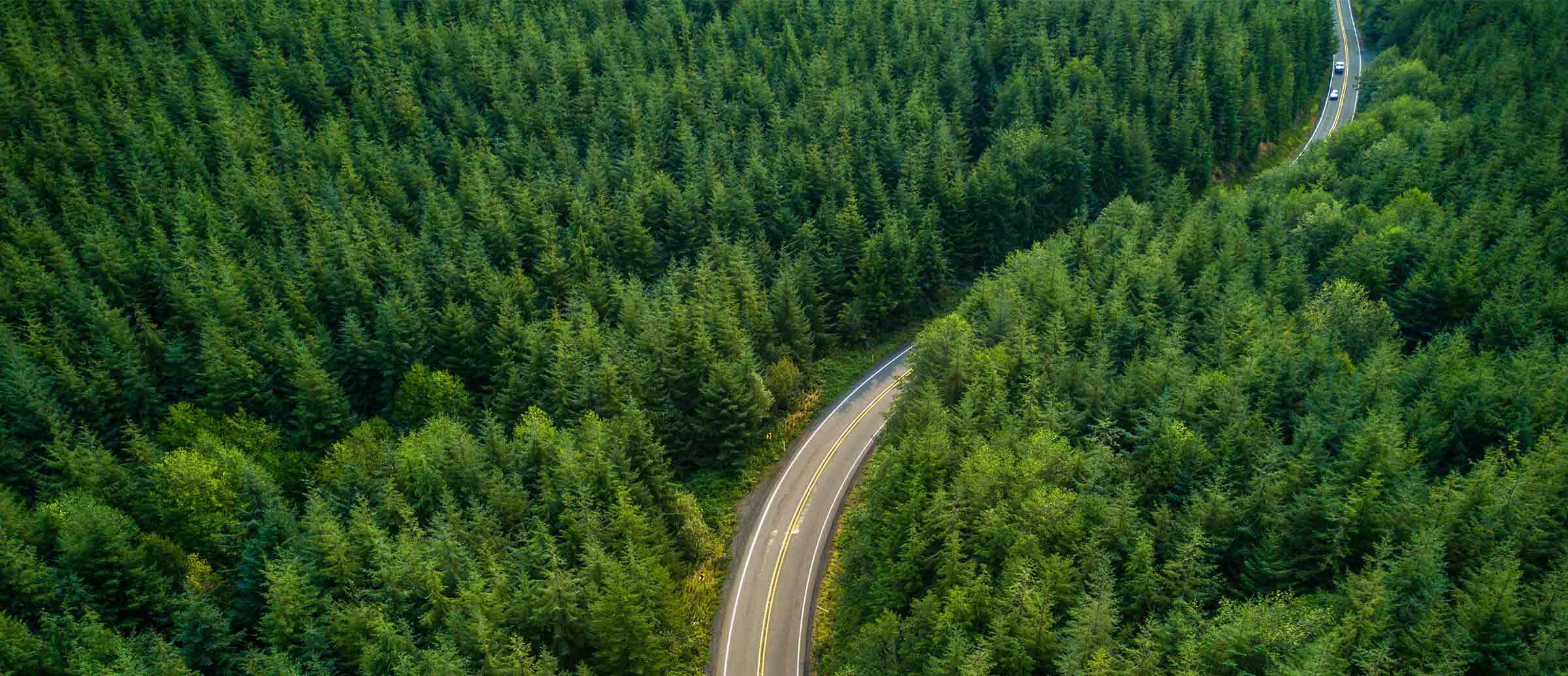 Winding Road through a Forest